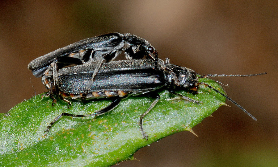 Cantharidae: Cantharis gr. tristis